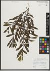 Foto von Salix purpurea L.